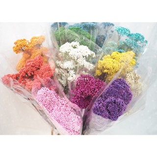 ดอกไม้แห้ง พร้อมส่ง จาก กทม ดอกข้าว Rice flower กำละ 300  บาท