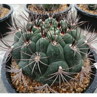 💥ยิมโนหนังช้าง💥 Gymnocalycium Saglionis ขนาด10-12 ซม. ต้นแคคตัส ต้นกระบองเพชร (กรุณาอ่านรายละเอียดก่อนทำการสั่งซื้อครับ)