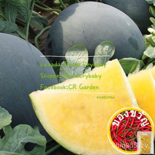 ผักชีฝรั่ง seedless และกล้าไม้2ผลเพาะเมล็ดพืชผัก2ต้น/ต้นหูก/ดอกทานตะวัน/ผล/ดอกไม้/ดอกทานตะวัน 9MCI