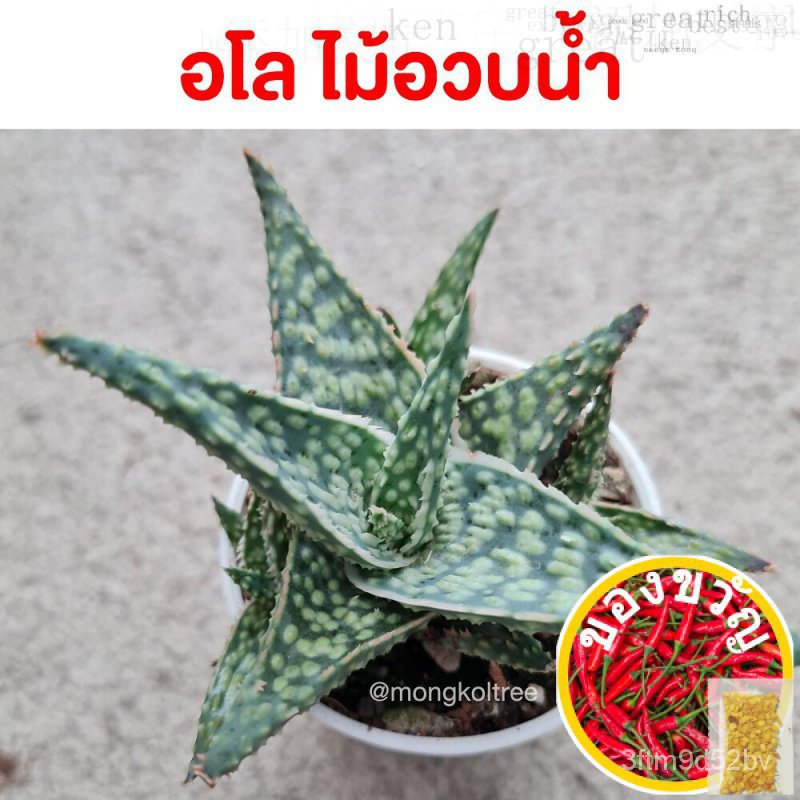 อโล-ไม้อวบน้ำ-กระถาง-2-นิ้ว-aloe-hybrids-ว่านหางจรเข้แคระ-แคคตัส-succulent-aloevera-ต้นไม้ปลูกในบ้าน-ไม้ฟอกอากาศผู้ชาย