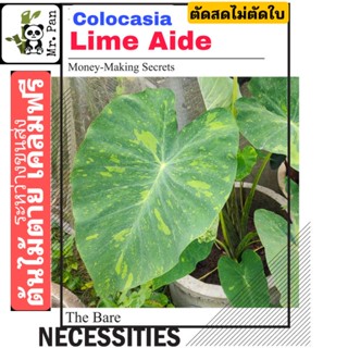 Colocasia Lime Aide ตัดสด ไม่ตัดใบ โคโลคาเซีย ไลม์ อิด  LimeAide คล้าย Lemon lime