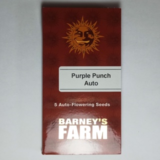 เมล็ดกัญชา Barneys farm Purple Punch Auto 5 seeds