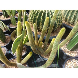 💥หางกระรอกตัดสด💥 Aporocactus Flagelliformis 10-20 ซม. ต้นแคคตัส ต้นกระบองเพชร (กรุณาอ่านรายละเอียดก่อนทำการสั่งซื้อครับ