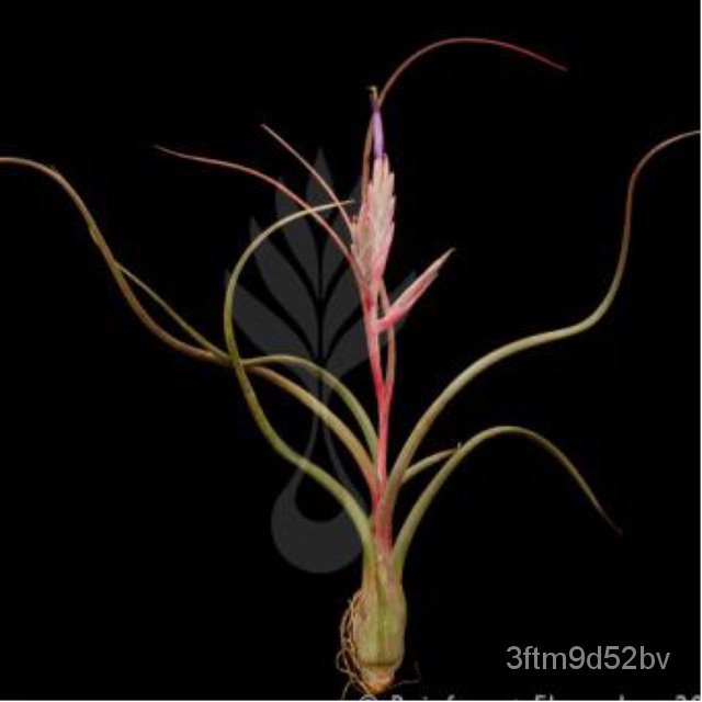 water-plant-tillandsia-pseudobaileyi-ยักสาน-seeds-ดอกไม้-รองเท้า-ดอกทานตะวัน-กุหลาบ-กางเกงใน-ไฟแช็ก-ผ้าเนื้อี-กางเกง-k4