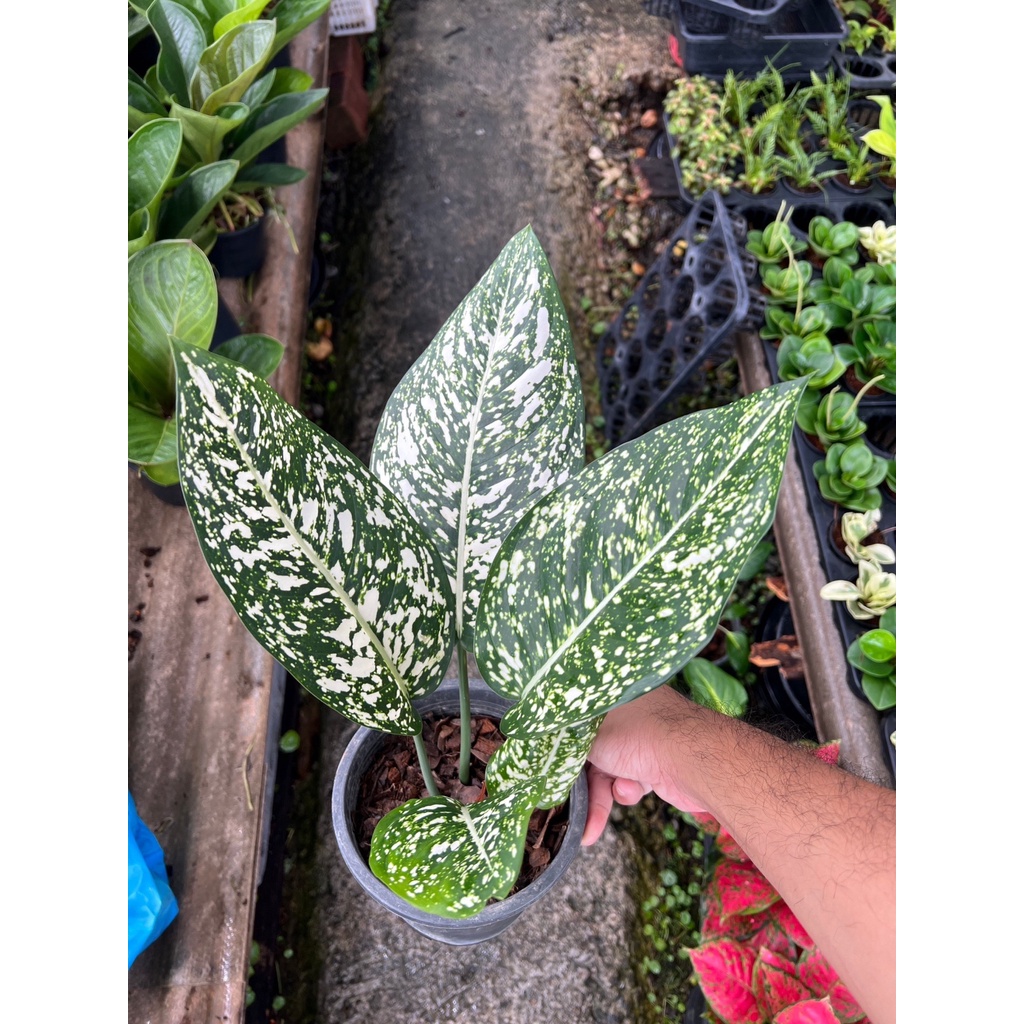 อโกลนีมา-มรดกโลก-aglaonema-world-of-heritage