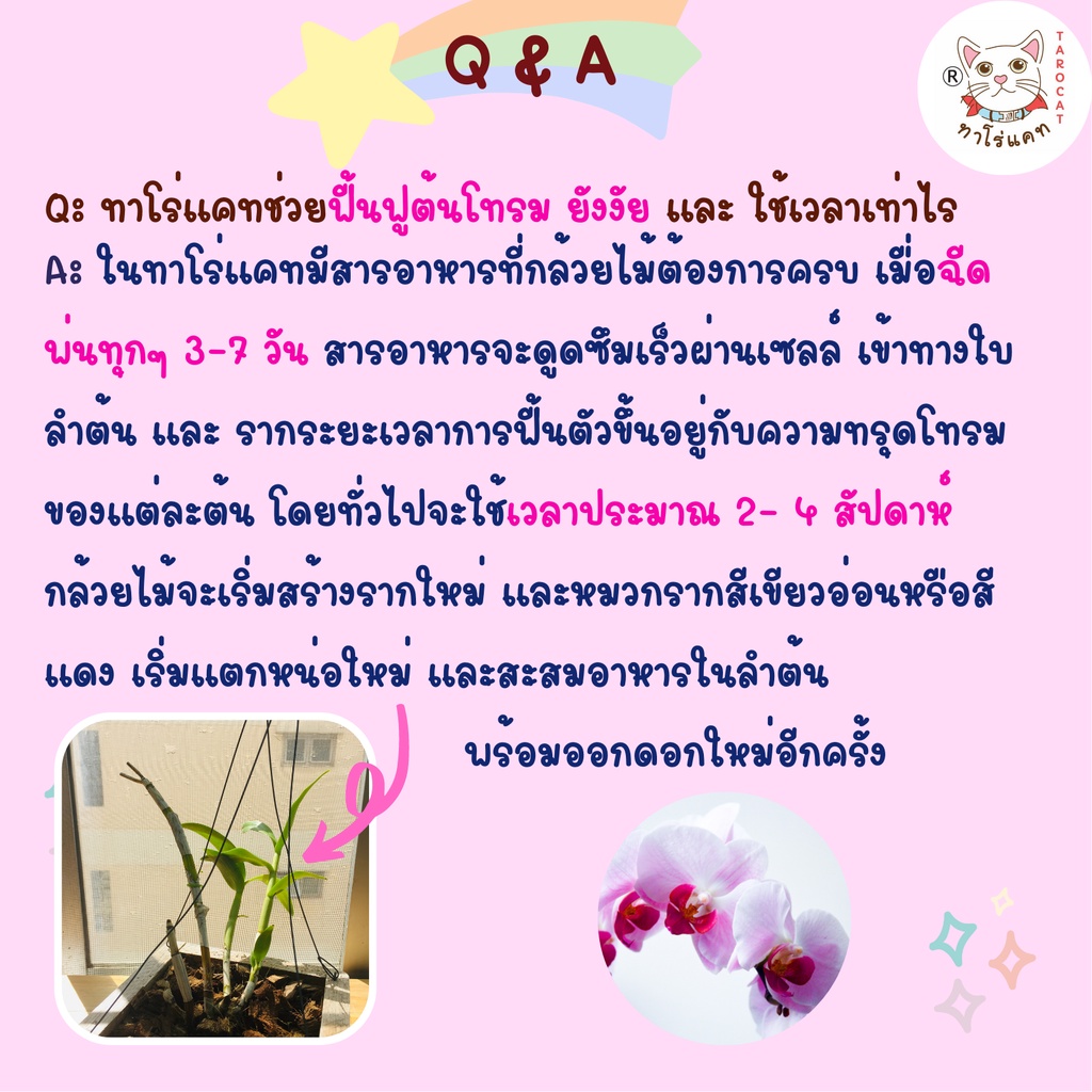 สเปร์ยบำรุงกล้วยไม้-จากน้ำหมักชีวภาพ-tarocat-orchid-nourishing-spray-ใช้แทนปุ๋ยกล้วยไม้