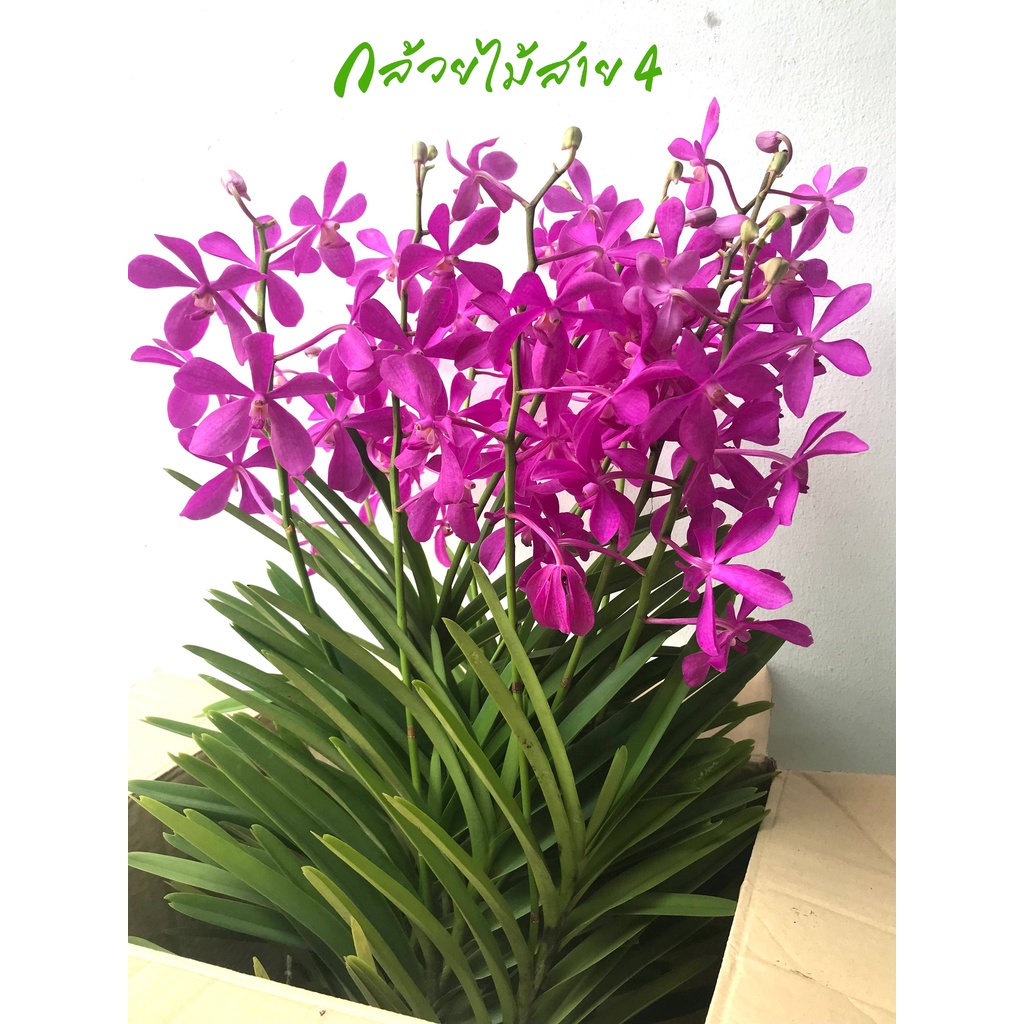 ต้นกล้วยไม้ม็อคคาร่าคาลิปโซ่ติดดอก-5-ต้น-ดอกสีม่วงสวย-flowering-mokara-purple-calypso-orchid-plants-สูง-70-ซม
