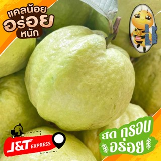 🍐ฝรั่งกิมจู เกรดA+ คัดเกรด 1 กิโล "ไร้เมล็ด" เคมีไม่มี อินทรีล้วนๆ ⭐️ของฝากสำหรับทุกเพศทุกวัย⭐️หวานกรอบ ผลโตผิวสวย 🍐