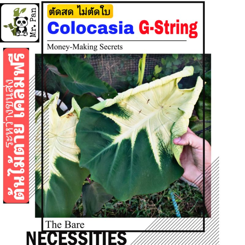 ตัดสดไม่ตัดใบ-colocasia-g-string-ไม้-hybrid-โคโลคาเซีย-จีสตริง-g-string