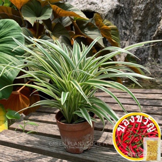 GPS Green Plant Society Live Plant Spider Plant chlorophytum/atu/ เพิ่ม/สาก/หัวแข็ง/หัวโต/กางเกงใน/สากี/ผ้าคอช IMQ3