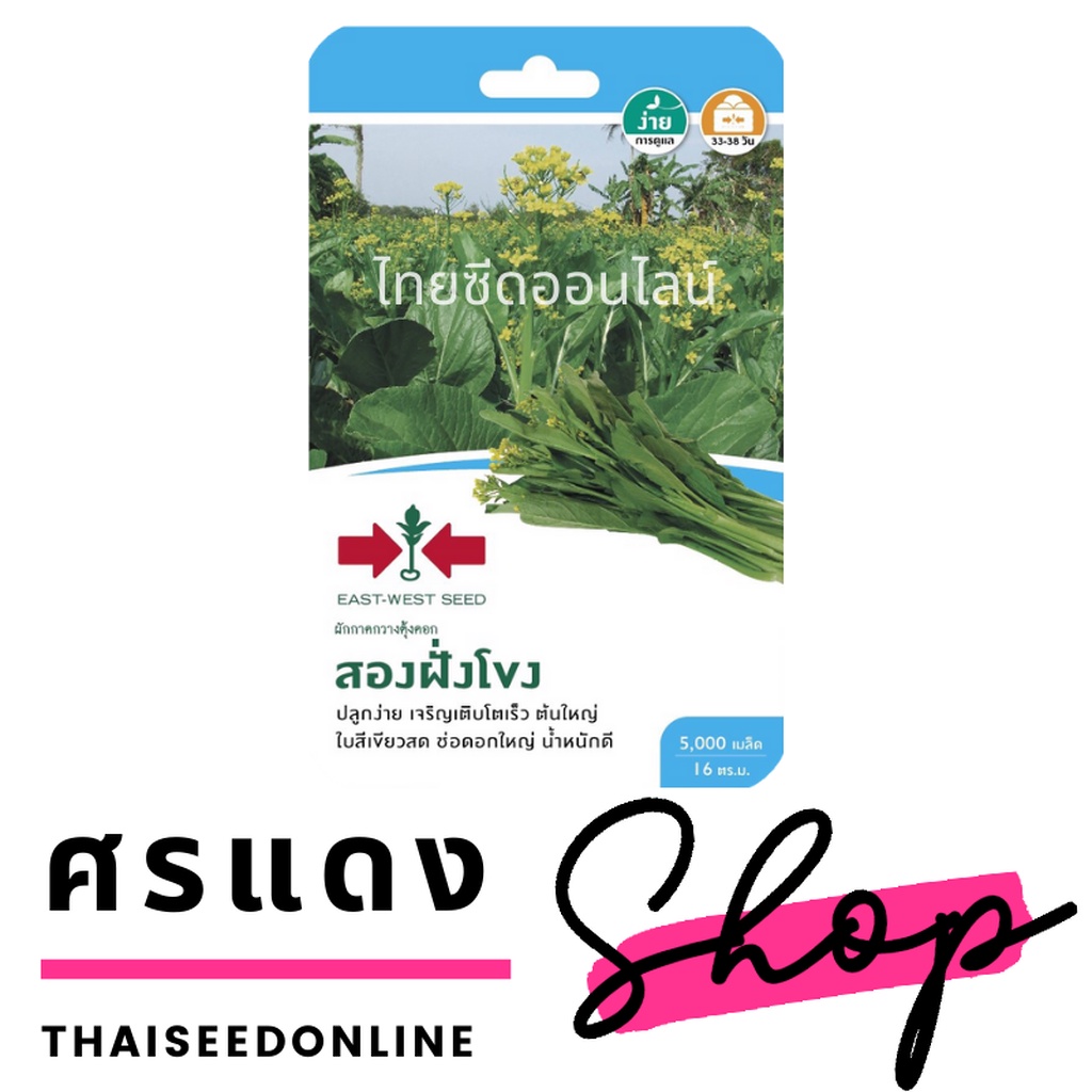 ภาพสินค้าGGEW เมล็ดพันธุ์ซฟ กวางตุ้งดอกสองฝั่งโขง กระจ้อน ตราศรแดง Pak Choy จากร้าน thaiseedonline บน Shopee ภาพที่ 1