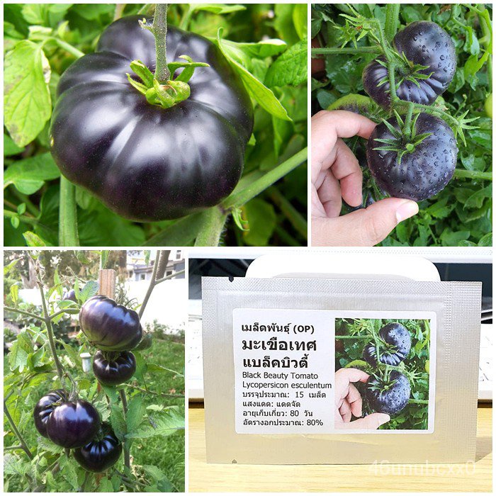 คุณภาพสูง-เมล็ด-เมล็ดพันธุ์-มะเขือเทศ-แบล็คบิวตี้-black-beauty-tomato-seed-บรรจุ-15-เมล็ด-คุณภาพดี-ของแท้-100-amel