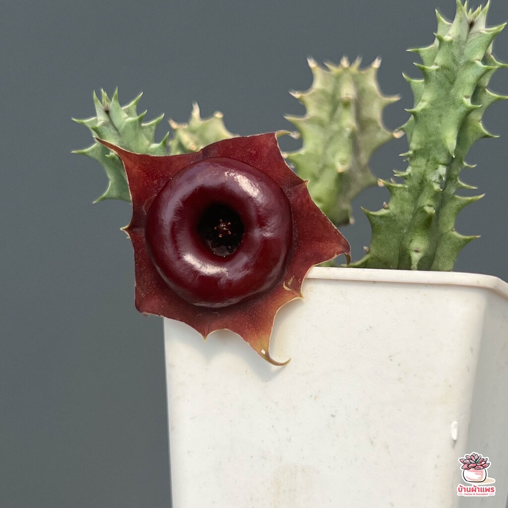 เก๋งจีนเลือดนกโคราช-huernia-korat-crimson-แคคตัส-กระบองเพชร-cactus-amp-succulent