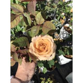 ต้นกุหลาบ Coffee rose คอฟฟี่โรส หอมอ่อน กุหลาบสีน้ำตาล ดอกใหญ่ ส่งแบบติดดอกทุกต้น