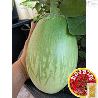 เมล็ดอวบอ้วน100%เมล็ดพันธุ์ มะเขือยักษ์ พันธุ์หยกภูพาน (Yok Poo Pan Giant Eggplant Seed) บรรจุ 10 เมล็ดเมล็ดพันธุ์ColorM