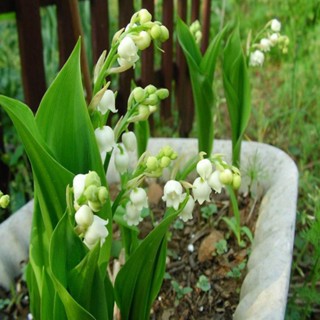 กระถางต้นไม้สีเขียว ดอกไม้ ลิลลี่แห่งหุบเขา ต้นกล้า bellflower ระเบียง ในร่ม มีกลิ่นหอม ต้นกล้าพืช เบ่งบาน ด้วยดอกตูม