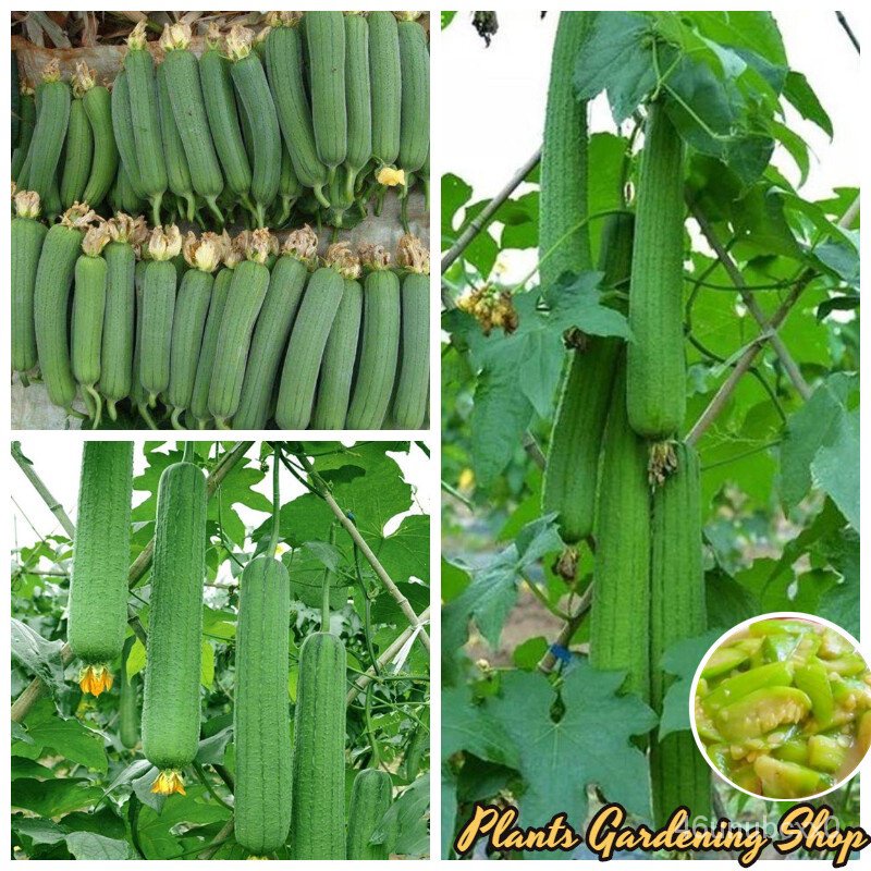 คุณภาพสูง-เมล็ด-เมล็ดพันธุ์-รังบวบ-luffa-seeds-loofah-vegetable-seeds-30-เมล็ด-เมล็ดพันธุ์ผัก-ผักออ-ง่าย-ปลูก-สวนครัว-เ