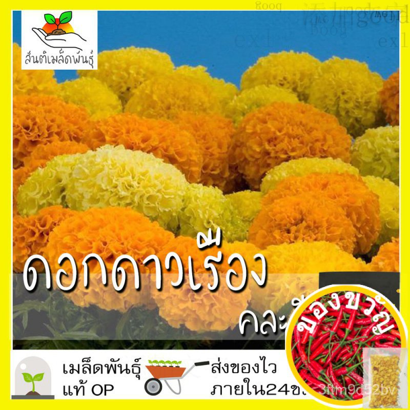 เมล็ดอวบอ้วน100-เมล็ดพันธุ์-ดอก-ดาวเรืองคละสี-100-เมล็ด-mixed-marigold-flower-seed-เมล็ดพันธุ์แท้100-นำเข้าจากต่างประเท