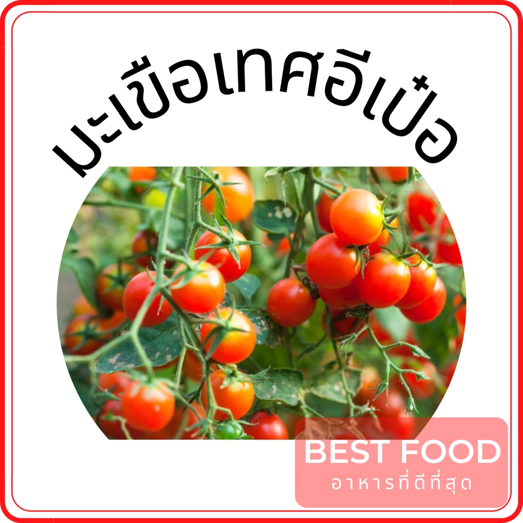 มะเขือเทศอีเป๋อ-tomato-ipe