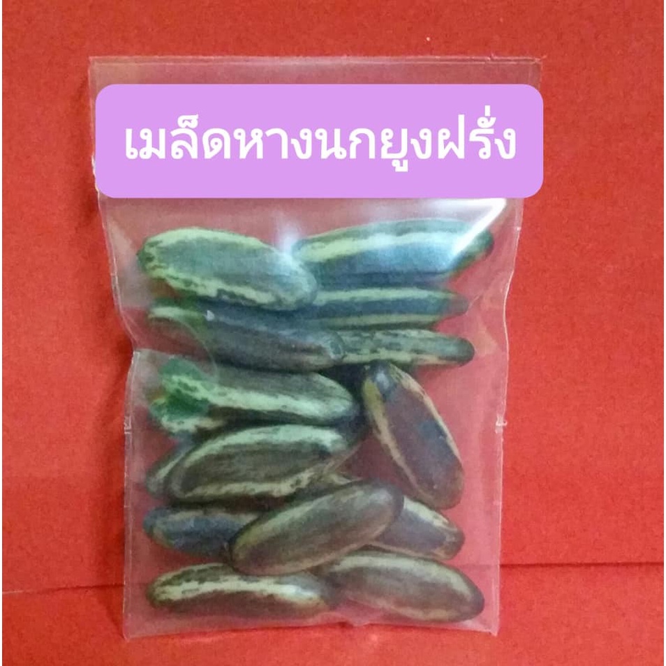 เมล็ดหางนกยูง-หางนกยูงฝรั่ง-ดอกสีแดง-15-เมล็ด-พร้อมวิธีเพาะเมล็ด