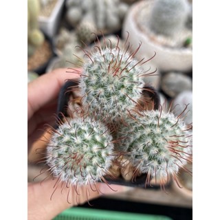 Mammillaria bombycina) ฟอมกอ ดอกสีชมพู