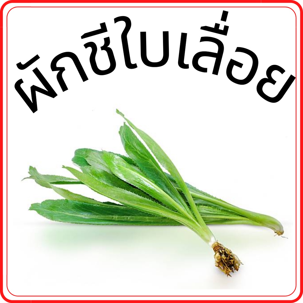 ผักชีใบเลื่อย-ผักชีฝรั่ง-ผักสด-ราคาถูก