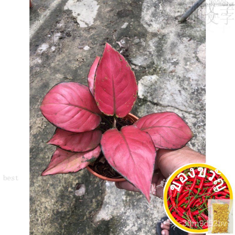 aglaonema-red-king-ready-stock-สั่งซื้อสินค้าในตลาด-บ้าน-บ้าน-บ้าน-บ้าน-บ้าน-บ้าน-บ้าน-บ้าน-บ้าน-yp6j