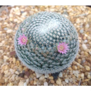 💥แมมนกฮูก💥  Mammillaria Perbella ขนาด 3-5 ซม. ต้นแคคตัส ต้นกระบองเพชร (กรุณาอ่านรายละเอียดก่อนทำการสั่งซื้อครับ)