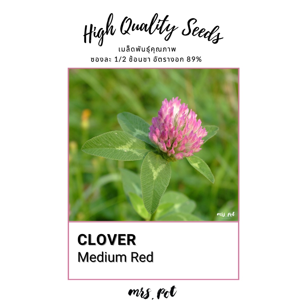 เมล็ดโคลฟเวอร์-สายพันธุ์-medium-red-clover
