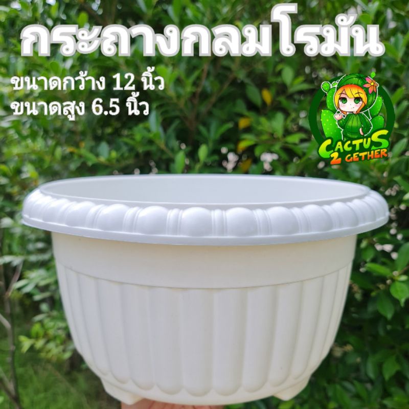 ถูกที่สุด-กระถางเหลี่ยมผืนผ้า-กลม-ลายโรมัน-สีขาว-กระถางบอนไซ-ชวนชม