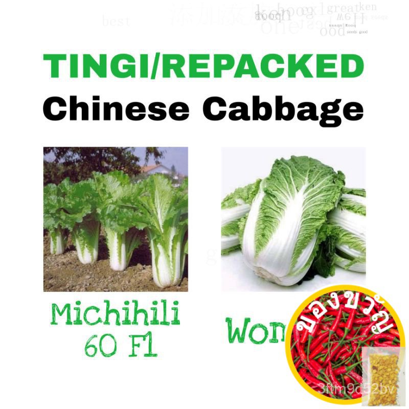 tingi-ผักชี-ขึ้นฉ่าย-ทานตะวัน-เด็ก-tingi-10ดอก-michi-60-f1หลากหลาย-nkk6