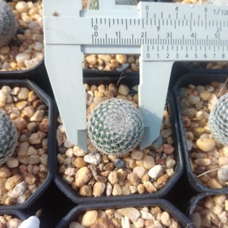 💥แมมนกฮูก💥  Mammillaria Perbella ขนาด 1.5-2 ซม. ไม้เมล็ด ต้นกระบองเพชร ต้นแคคตัส (กรุณาอ่านรายละเอียดก่อนทำการสั่งซื้อคร