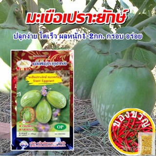 เมล็ดอวบอ้วน100%，ไทยในสต็อกพร้อมส่งเมล็ดมะเขือเปราะยักษ์ Giant Eggplant เมล็ดพันธุ์มะเขือเปราะยักษ์ เมล็ดมะเขือ เมล็ดพัน