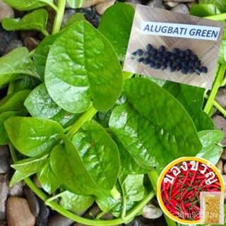 Alugı Green Leaf Seed (12ชิ้น/และพี็ค) Malabar Spinach ดอกไม้/ไม้โอ๊ค/ทำสวน/ไม้จันทน์ /Tongsu/ ดอกทานตะวัน/ชุดชั้นใน /หย