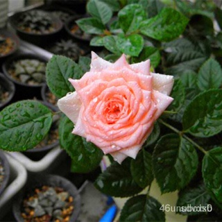 คละ สวนครัว ปลูก/Rose Seeds for Yard Gardening Plant 10Pcs Fresh Rare Rose Seeds Flower /อินทรี/อินทรีย์ คละ สวนครัว ดอก