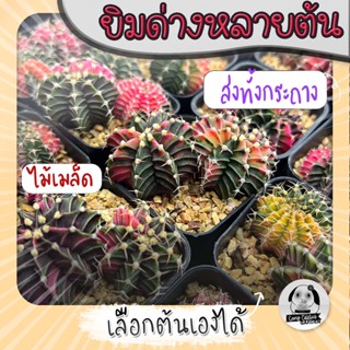 ต้นยิมโนด่างหลายต้น เลือกต้นได้ LBHBด่าง (gymnocalycium) set B - กระบองเพชร ราคาถูก🌵แคคตัส🌵