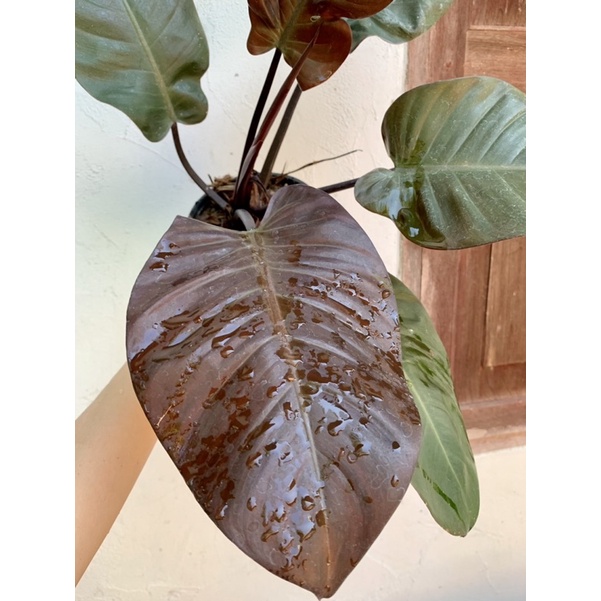 philodendron-black-cardinal-กุมาลดำเรียกทรัพย์-ฟิโลแบล๊คคาร์ดินัล-กระถาง-5-นิ้ว-จัดส่งตามภาพเลยค่ะ