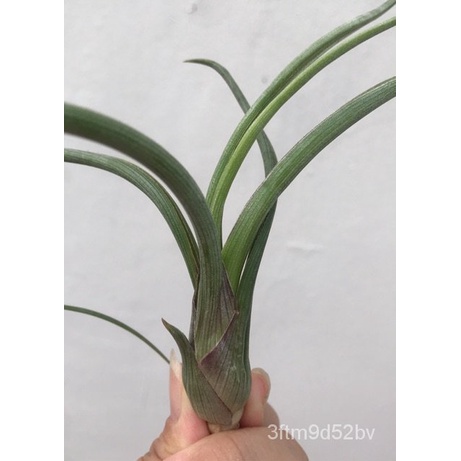 water-plant-tillandsia-pseudobaileyi-ยักสาน-seeds-ดอกไม้-รองเท้า-ดอกทานตะวัน-กุหลาบ-กางเกงใน-ไฟแช็ก-ผ้าเนื้อี-กางเกง-k4