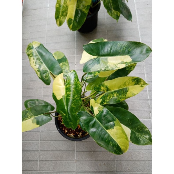 ภาพหน้าปกสินค้าฟิโลเบิล​มาร์ค​  รากดีกระถาง6-8​นิ้ว​Philodendron​ burle Marx variegated จากร้าน siriluc0986700656 บน Shopee