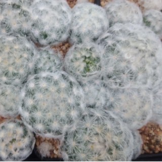 💥แมมขนนกขาว💥 mammillaria plumosaขนาด 3-4 ซม. ไม้เมล็ด ต้นแคคตัส ต้นกระบองเพชร(กรุณาอ่านรายละเอียดก่อนทำการสั่งซื้อครับ)