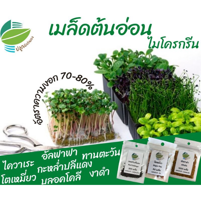 ผู้ผลิตเมล็ดพันธุ์-เมล็ดต้นอ่อน-เมล็ดผักไมโครกรีน-microgreen-อัลฟาฟ่า-ทานตะวัน-บลอคโคลี-โต-อินทรีย์-คละ-สวนครัว-ดอก