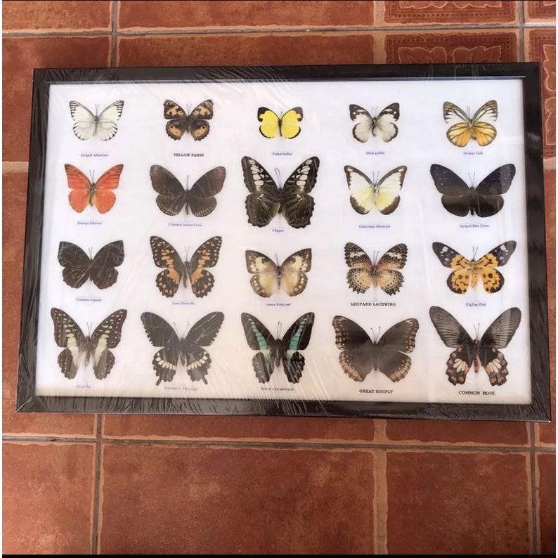 ผีเสื้อสต๊าฟ-กรอบอะคริลิค-real-butterfly-frame-กรอบรูปผีเสื้อจริง-20-ตัว-เพื่อการเรียนรู้-ของสะสม