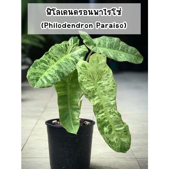 ต้นฟิโลเดนดรอนพาไรโซ่-philodendron-paraiso-ด่างไม่ต้องลุ้น