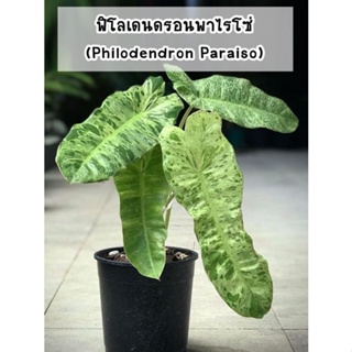 ต้นฟิโลเดนดรอนพาไรโซ่ (Philodendron Paraiso) ด่างไม่ต้องลุ้น