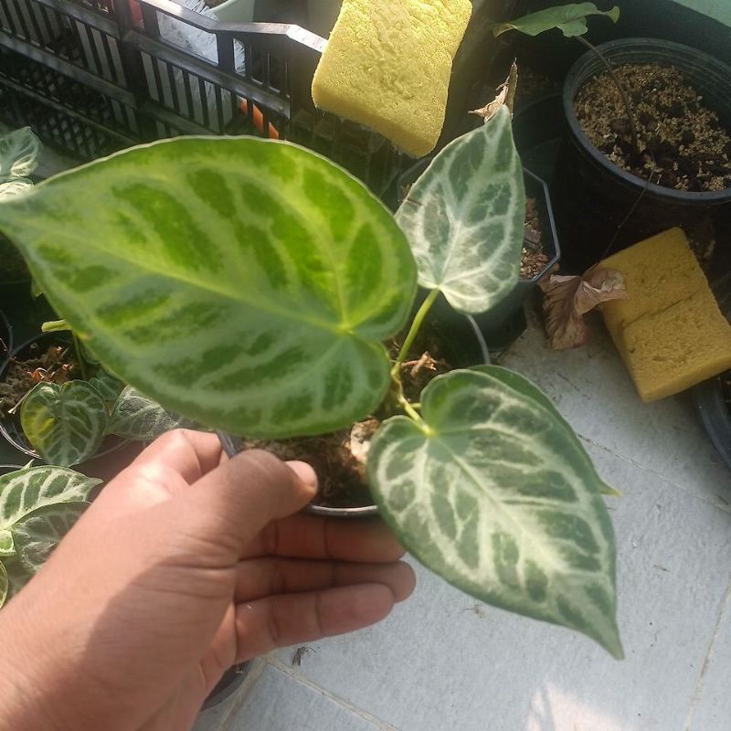 ANTHURIUM SILVER BLUSH | Shopee Thailand