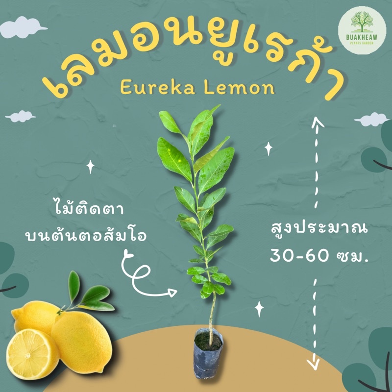 ต้นพันธุ์เลมอนยูเรก้า-eureka-lemon