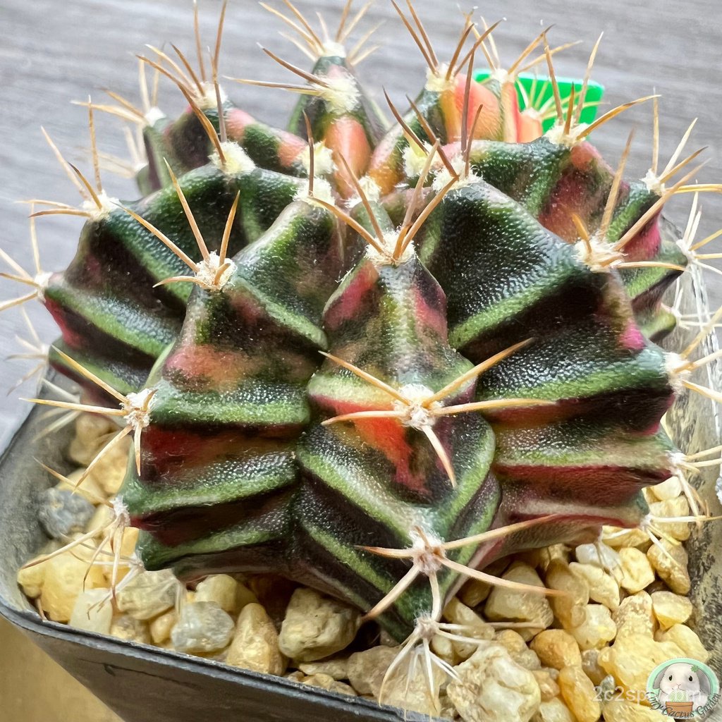 g8-ต้นยิมโนด่าง-คัดพิเศษ-ไม้เมล็ด-gymnocalycium-แคคตัส-ง่าย-ปลูก-สวนครัว-เมล็ด-ขายดี-nigv