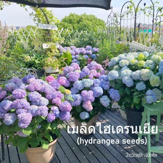ผลิตภัณฑ์ใหม่ เมล็ดพันธุ์ จุดประเทศไทย ❤50 แคปซูล เมล็ดอวบอ้วน เมล็ดไฮเดรนเยีย เมล็ดดอกไม้ 100% ดอกไม้จริง ออกดอ/ขายดี R