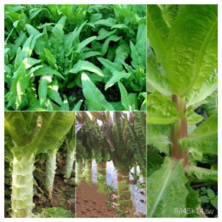 （คุณภาพสูง เมล็ด）ผักกาดหอมต้น (Stem lettuce) 50เมล็ด Seeds Vegetable Seeds เมล็ดพันธุ์ผัก ผัก/ง่าย ปลูก สวนครัว /ขายดี G