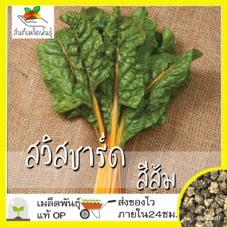 ผลิตภัณฑ์ใหม่ เมล็ดพันธุ์ 2022เมล็ดอวบอ้วน สวิสชาร์ด สีส้ม 50 เมล็ด Orange Swiss Chard Seed เมล็ดอวบอ้วนแท้ นำเ คล/เมล็ด